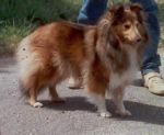 Jokasta Asketila 1 Sheltie